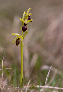 Ophrys araneola sensu auct. plur. (Orchidaceae)  - Ophrys litigieux Pas-de-Calais [France] 13/04/2009 - 170m