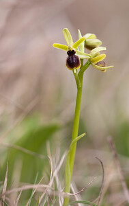 Ophrys araneola sensu auct. plur. (Orchidaceae)  - Ophrys litigieux Pas-de-Calais [France] 13/04/2009 - 170m