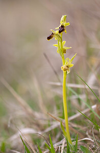 Ophrys araneola sensu auct. plur. (Orchidaceae)  - Ophrys litigieux Pas-de-Calais [France] 13/04/2009 - 170m