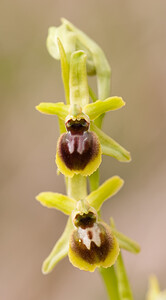 Ophrys araneola sensu auct. plur. (Orchidaceae)  - Ophrys litigieux Pas-de-Calais [France] 13/04/2009 - 160m