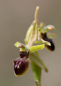 Ophrys araneola sensu auct. plur. (Orchidaceae)  - Ophrys litigieux Pas-de-Calais [France] 13/04/2009 - 160m