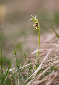 Ophrys araneola sensu auct. plur. (Orchidaceae)  - Ophrys litigieux Pas-de-Calais [France] 13/04/2009 - 160m