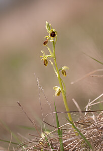 Ophrys araneola sensu auct. plur. (Orchidaceae)  - Ophrys litigieux Pas-de-Calais [France] 13/04/2009 - 160m