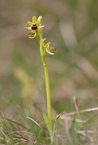 Ophrys araneola sensu auct. plur. (Orchidaceae)  - Ophrys litigieux Pas-de-Calais [France] 13/04/2009 - 160m