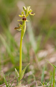 Ophrys araneola sensu auct. plur. (Orchidaceae)  - Ophrys litigieux Pas-de-Calais [France] 13/04/2009 - 160m