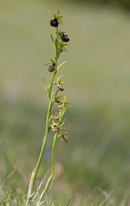 Ophrys aranifera (Orchidaceae)  - Ophrys araignée, Oiseau-coquet - Early Spider-orchid Aude [France] 27/04/2009 - 310m