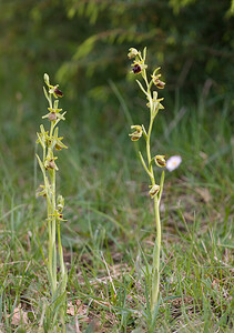 Ophrys aranifera (Orchidaceae)  - Ophrys araignée, Oiseau-coquet - Early Spider-orchid Aude [France] 27/04/2009 - 310m