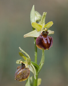 Ophrys aranifera (Orchidaceae)  - Ophrys araignée, Oiseau-coquet - Early Spider-orchid Aude [France] 27/04/2009 - 310m