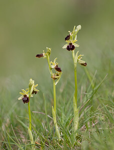 Ophrys aranifera (Orchidaceae)  - Ophrys araignée, Oiseau-coquet - Early Spider-orchid Aude [France] 27/04/2009 - 310m