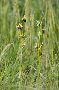 Ophrys aranifera (Orchidaceae)  - Ophrys araignée, Oiseau-coquet - Early Spider-orchid Aude [France] 27/04/2009 - 310m