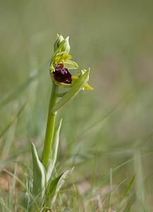 Ophrys aranifera (Orchidaceae)  - Ophrys araignée, Oiseau-coquet - Early Spider-orchid Aude [France] 27/04/2009 - 300m