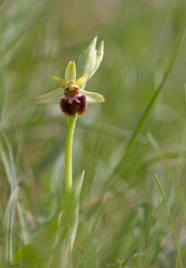 Ophrys aranifera (Orchidaceae)  - Ophrys araignée, Oiseau-coquet - Early Spider-orchid Aude [France] 27/04/2009 - 300m
