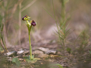 Ophrys bombyliflora (Orchidaceae)  - Ophrys bombyle Aude [France] 21/04/2009 - 30m