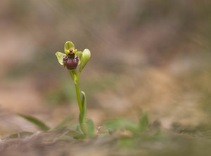 Ophrys bombyliflora Ophrys bombyle