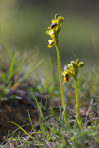 Ophrys lutea (Orchidaceae)  - Ophrys jaune Aude [France] 27/04/2009 - 300m