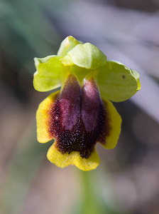 Ophrys lutea (Orchidaceae)  - Ophrys jaune Aude [France] 27/04/2009 - 300m