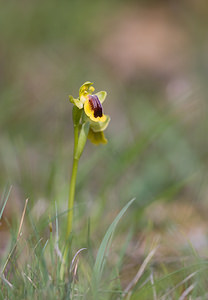 Ophrys lutea (Orchidaceae)  - Ophrys jaune Aude [France] 27/04/2009 - 300m