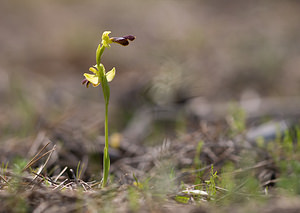 Ophrys marmorata (Orchidaceae)  - Ophrys marbré Aude [France] 21/04/2009 - 70m