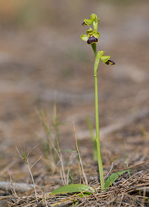 Ophrys marmorata (Orchidaceae)  - Ophrys marbré Aude [France] 21/04/2009 - 70m