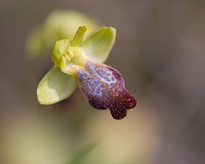 Ophrys marmorata (Orchidaceae)  - Ophrys marbré Aude [France] 21/04/2009 - 70m