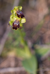 Ophrys marmorata (Orchidaceae)  - Ophrys marbré Aude [France] 21/04/2009 - 60m