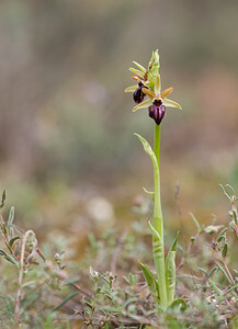 Ophrys passionis (Orchidaceae)  - Ophrys de la Passion Aude [France] 25/04/2009 - 260m