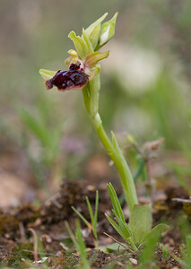Ophrys passionis (Orchidaceae)  - Ophrys de la Passion Aude [France] 25/04/2009 - 260m