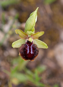 Ophrys passionis (Orchidaceae)  - Ophrys de la Passion Aude [France] 25/04/2009 - 260m