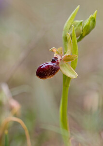 Ophrys passionis (Orchidaceae)  - Ophrys de la Passion Aude [France] 25/04/2009 - 270m