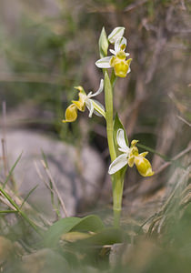 Ophrys scolopax (Orchidaceae)  - Ophrys bécasse Pyrenees-Orientales [France] 22/04/2009 - 30m