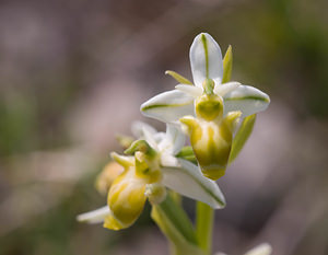 Ophrys scolopax Ophrys bécasse