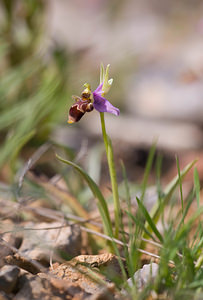 Ophrys scolopax (Orchidaceae)  - Ophrys bécasse Pyrenees-Orientales [France] 22/04/2009 - 40m