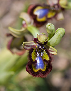 Ophrys speculum (Orchidaceae)  - Ophrys miroir, Ophrys cilié Aude [France] 23/04/2009 - 610m