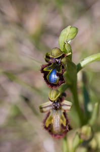 Ophrys speculum (Orchidaceae)  - Ophrys miroir, Ophrys cilié Aude [France] 23/04/2009 - 610m