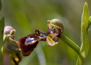 Ophrys speculum (Orchidaceae)  - Ophrys miroir, Ophrys cilié Aude [France] 23/04/2009 - 610m