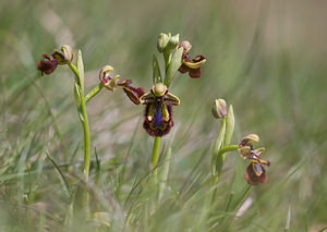 Ophrys speculum (Orchidaceae)  - Ophrys miroir, Ophrys cilié Aude [France] 23/04/2009 - 610m