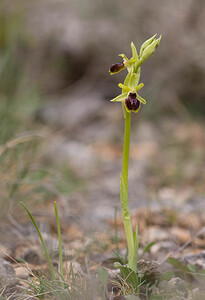 Ophrys virescens (Orchidaceae)  - Ophrys verdissant Aude [France] 25/04/2009 - 240m