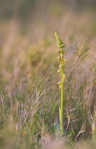 Orchis anthropophora (Orchidaceae)  - Acéras homme-pendu - Man Orchid Aude [France] 21/04/2009 - 30m