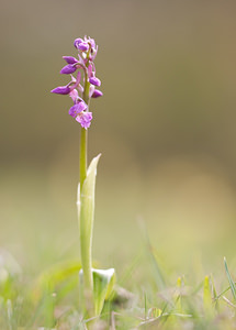 Orchis mascula (Orchidaceae)  - Orchis mâle - Early-purple Orchid Pas-de-Calais [France] 13/04/2009 - 170m