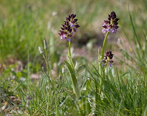 Orchis purpurea (Orchidaceae)  - Orchis pourpre, Grivollée, Orchis casque, Orchis brun - Lady Orchid Aude [France] 24/04/2009 - 230m