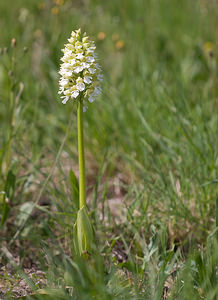 Orchis purpurea (Orchidaceae)  - Orchis pourpre, Grivollée, Orchis casque, Orchis brun - Lady Orchid Aude [France] 24/04/2009 - 230m