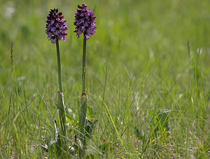 Orchis purpurea (Orchidaceae)  - Orchis pourpre, Grivollée, Orchis casque, Orchis brun - Lady Orchid Aude [France] 24/04/2009 - 220m