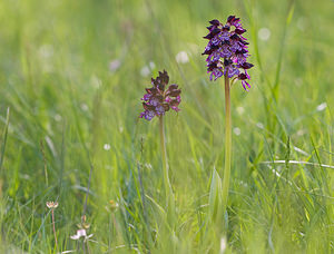 Orchis purpurea (Orchidaceae)  - Orchis pourpre, Grivollée, Orchis casque, Orchis brun - Lady Orchid Aude [France] 27/04/2009 - 310m