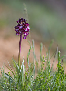 Orchis purpurea (Orchidaceae)  - Orchis pourpre, Grivollée, Orchis casque, Orchis brun - Lady Orchid Aude [France] 27/04/2009 - 300m