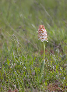 Orchis purpurea (Orchidaceae)  - Orchis pourpre, Grivollée, Orchis casque, Orchis brun - Lady Orchid Aude [France] 28/04/2009 - 360m