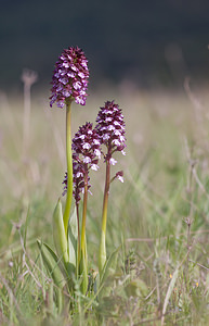 Orchis purpurea (Orchidaceae)  - Orchis pourpre, Grivollée, Orchis casque, Orchis brun - Lady Orchid Aude [France] 28/04/2009 - 360m