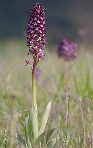 Orchis purpurea (Orchidaceae)  - Orchis pourpre, Grivollée, Orchis casque, Orchis brun - Lady Orchid Aude [France] 28/04/2009 - 360m