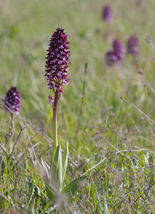 Orchis purpurea (Orchidaceae)  - Orchis pourpre, Grivollée, Orchis casque, Orchis brun - Lady Orchid Aude [France] 28/04/2009 - 360m
