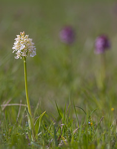 Orchis purpurea (Orchidaceae)  - Orchis pourpre, Grivollée, Orchis casque, Orchis brun - Lady Orchid Aude [France] 28/04/2009 - 360m