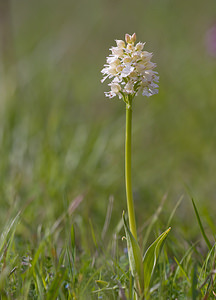 Orchis purpurea (Orchidaceae)  - Orchis pourpre, Grivollée, Orchis casque, Orchis brun - Lady Orchid Aude [France] 28/04/2009 - 360m